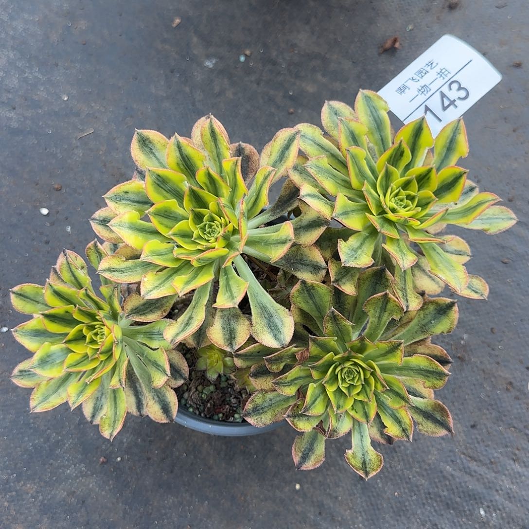 143多肉  太阳神福利