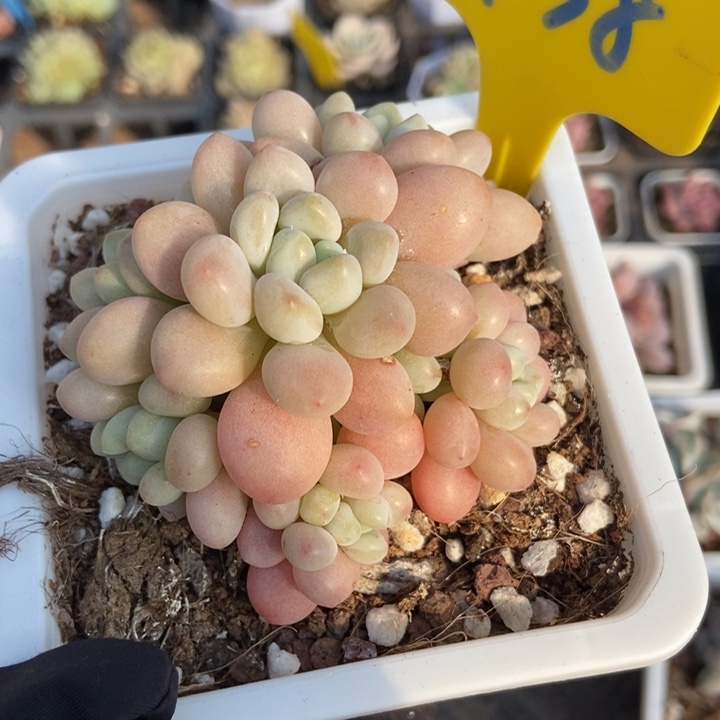 938洛可可鱼子酱多肉植物保护