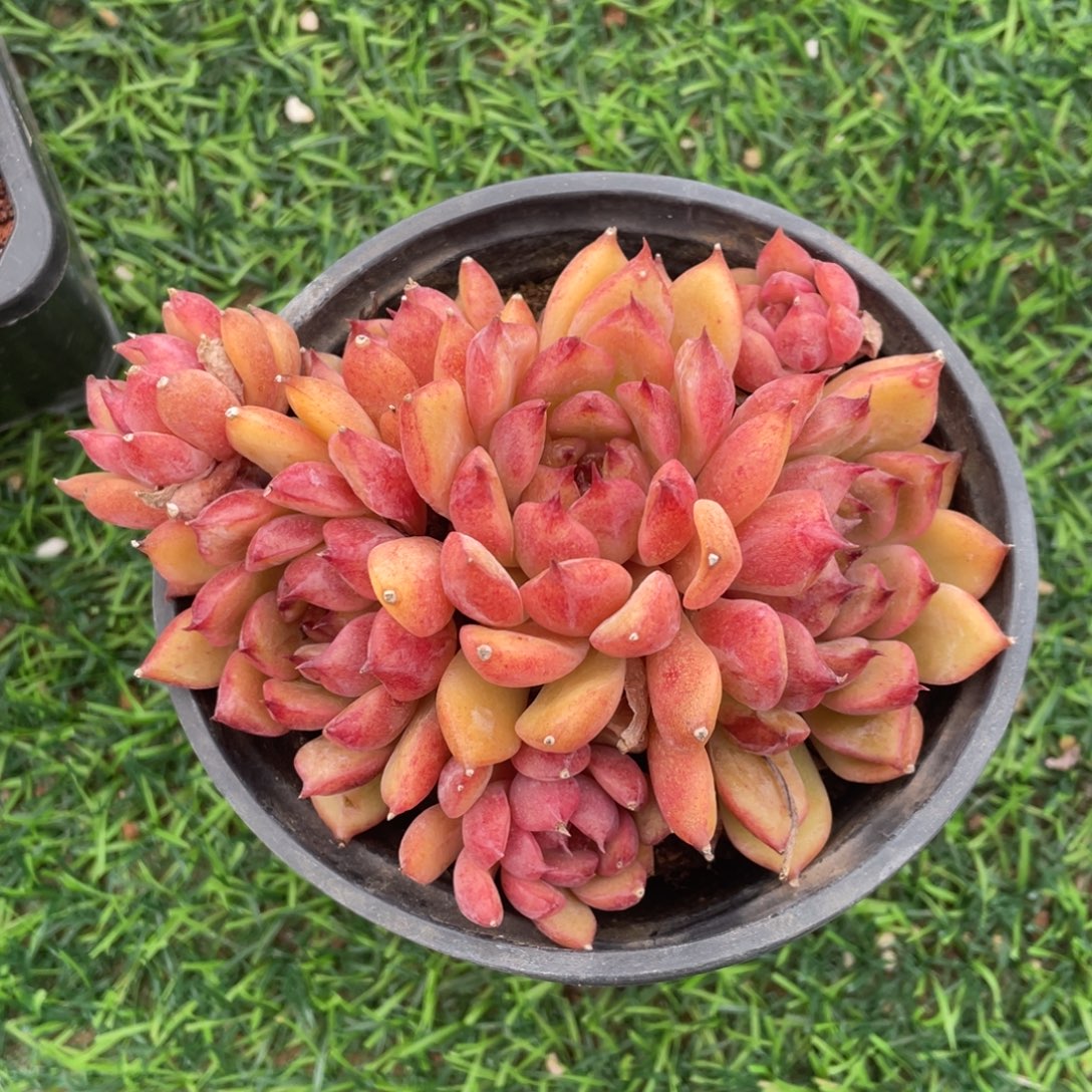 水晶杂冠幅13 公分一物一拍