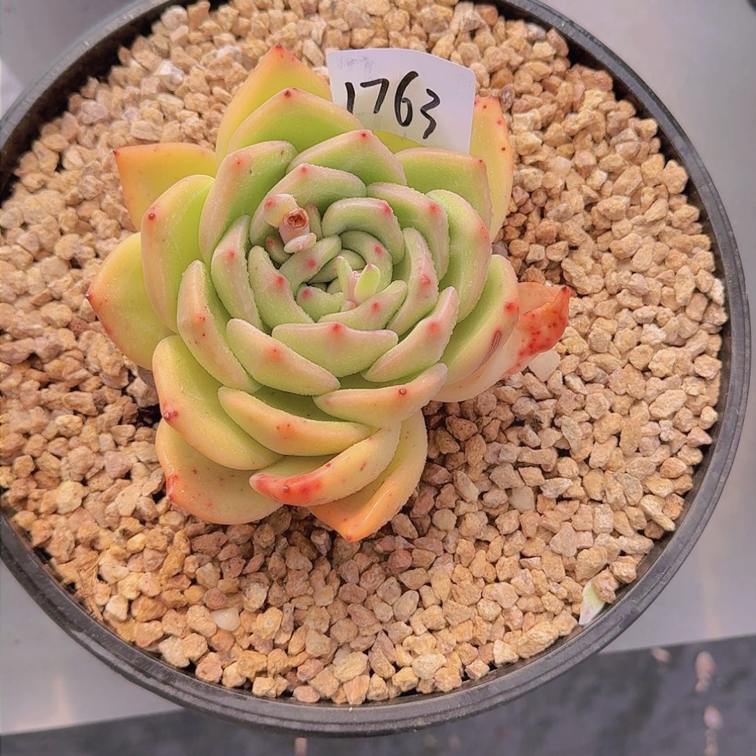 星****亮1763香槟多肉植物