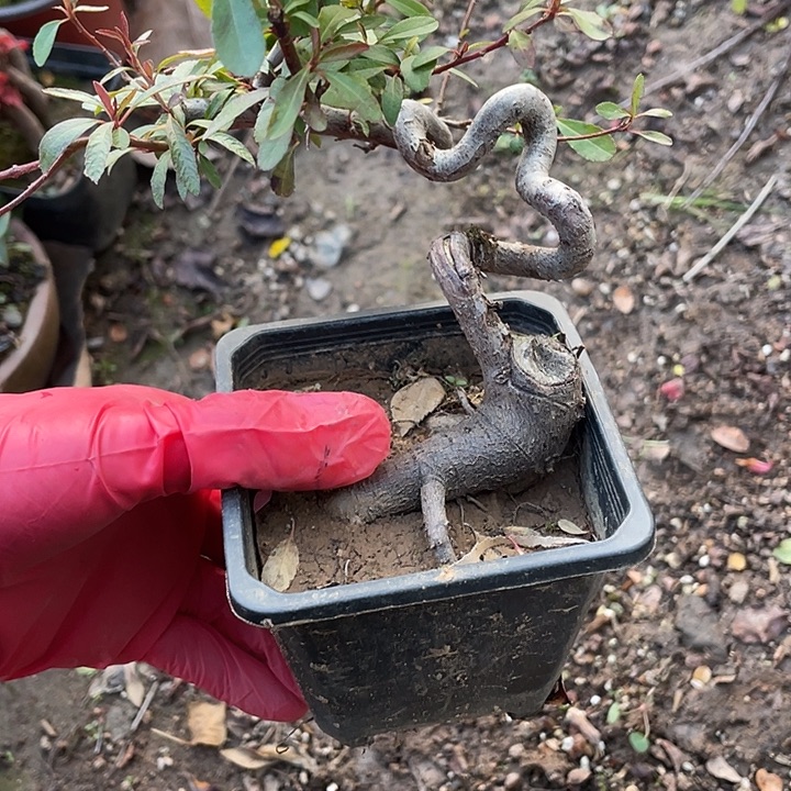 北***李无花朵30菊花菊花菊花计划经济