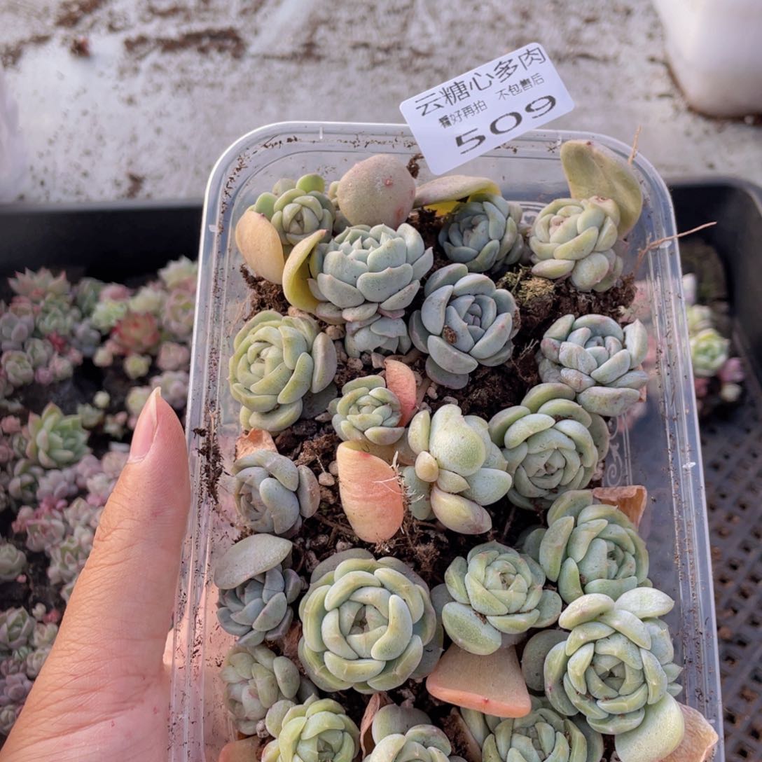 云糖心多肉植物509