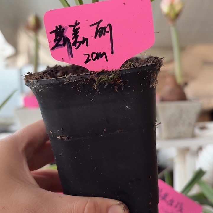 无花朵斯嘉丽朱顶红直径2cm