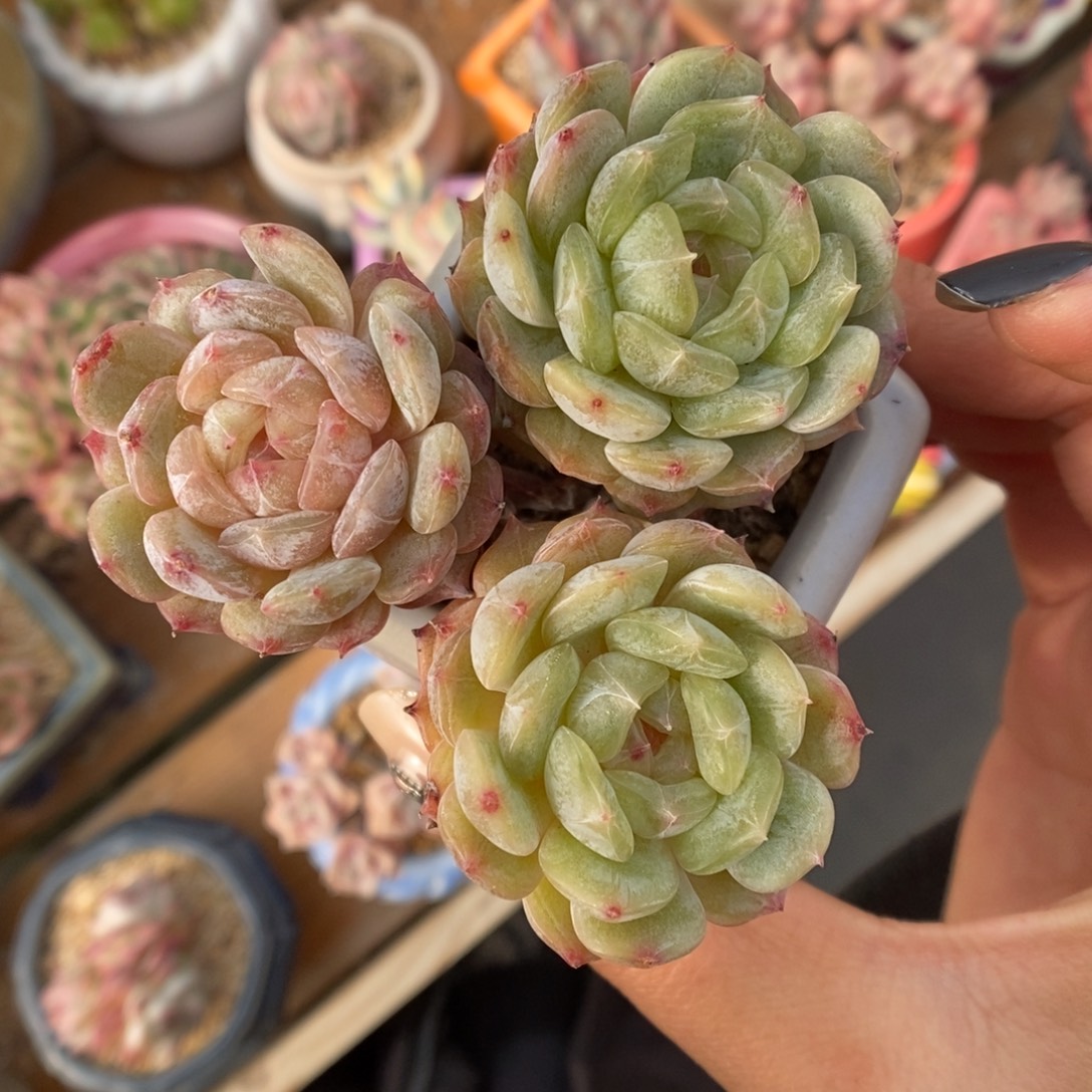 白色恋人4414号。    