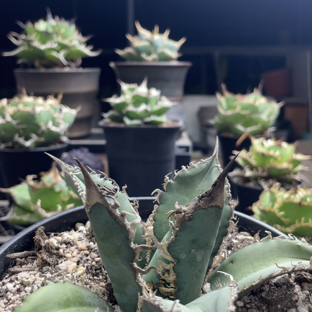 【闪购商品】哥斯拉。    