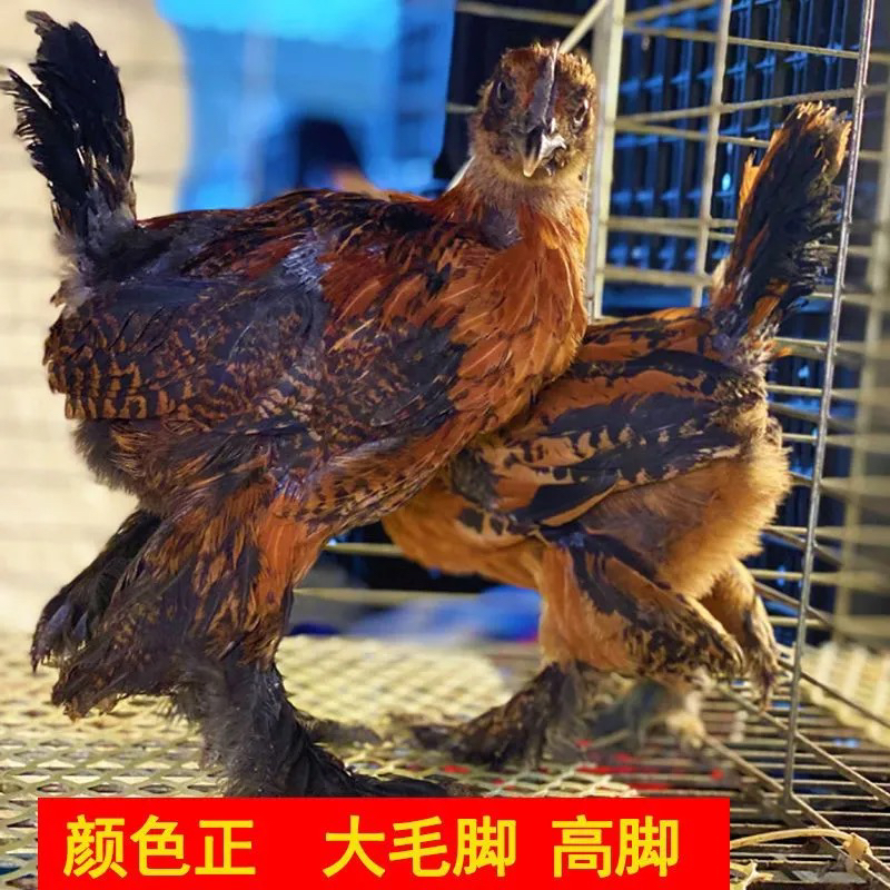中国婆罗门宠物鸡岩鹰鸡大毛脚翻毛鸡