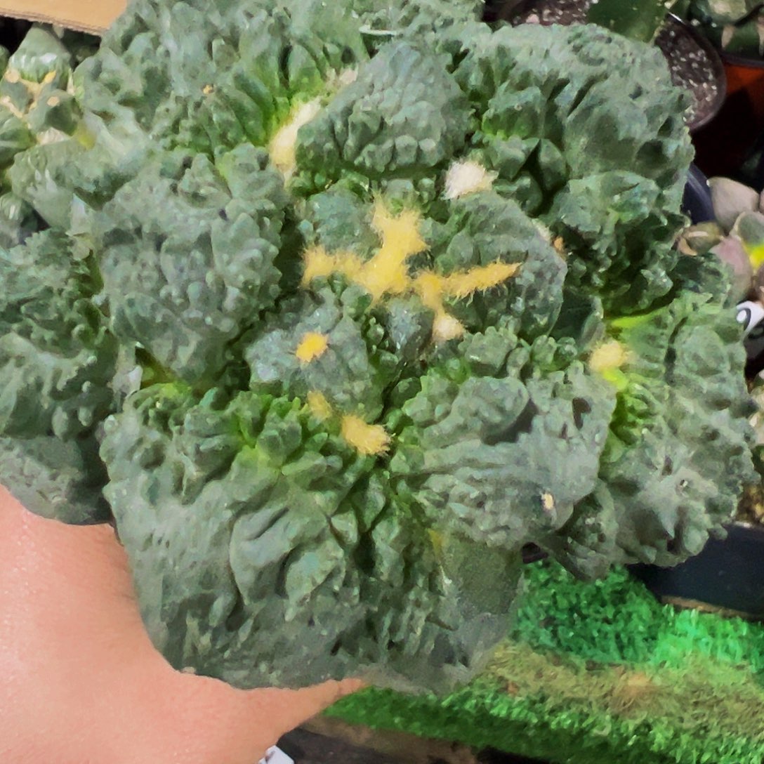 无花朵福利哥怒牡丹466