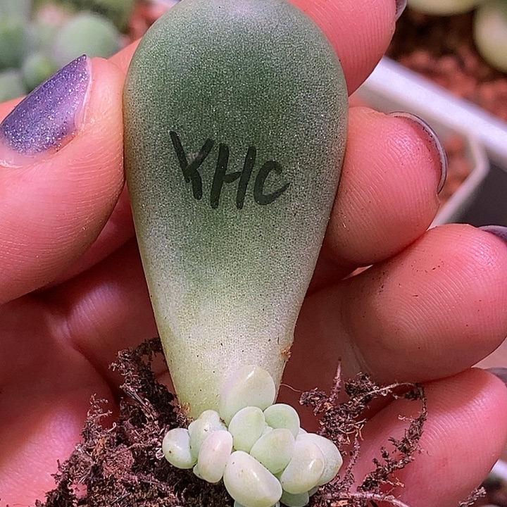 萤火虫奶酪多肉植物
