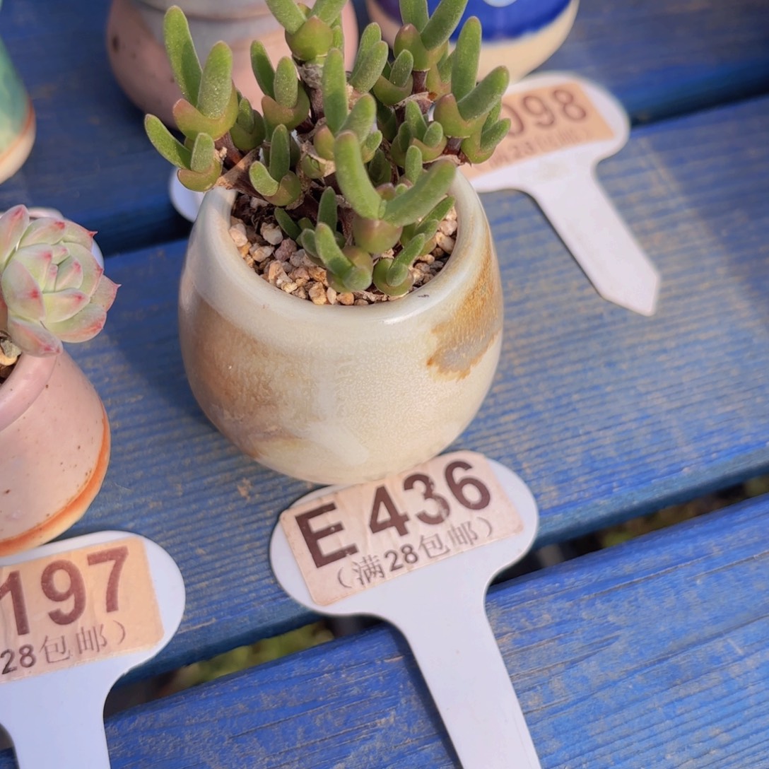 E436兔耳朵一物一拍