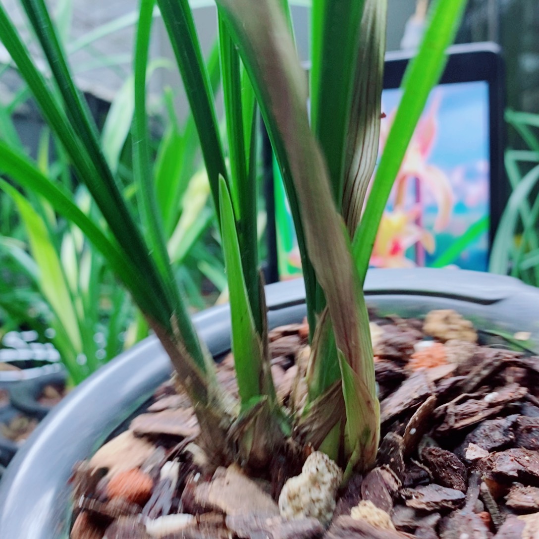 大部分花苞少量开放