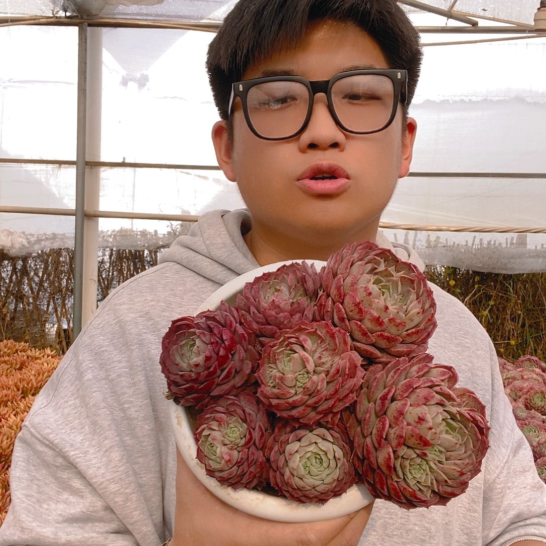 朱砂痣整桩老桩特价