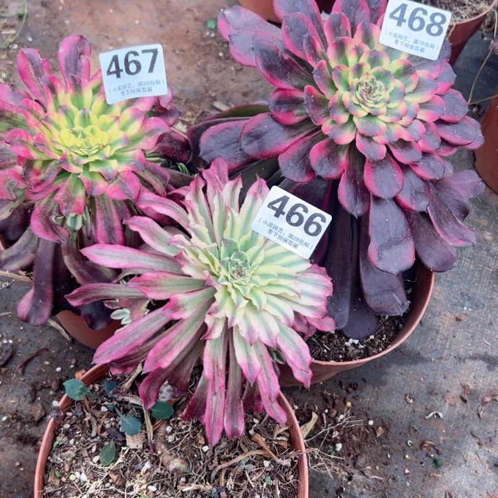 466，467，468多肉植物3个