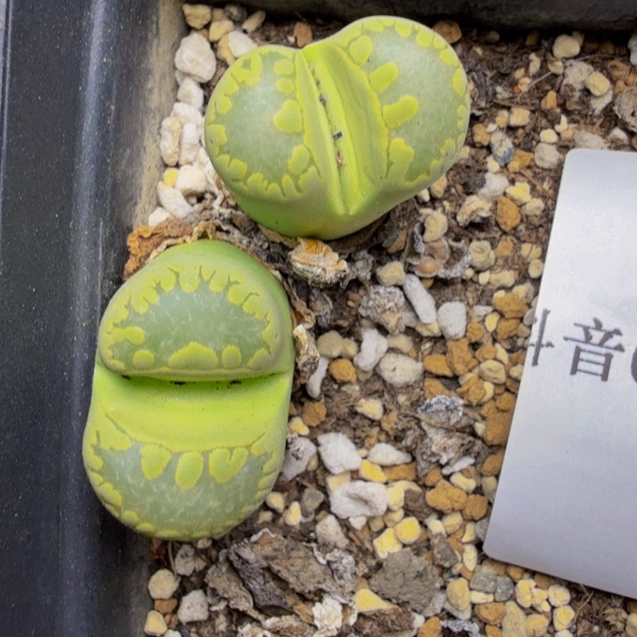 玲**天多肉植物的生长66
