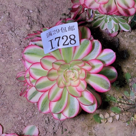 728荔枝多肉植物