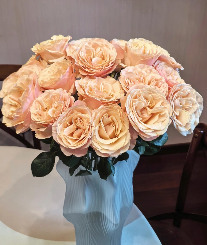 【新疆花之溪】夏日恋情玫瑰