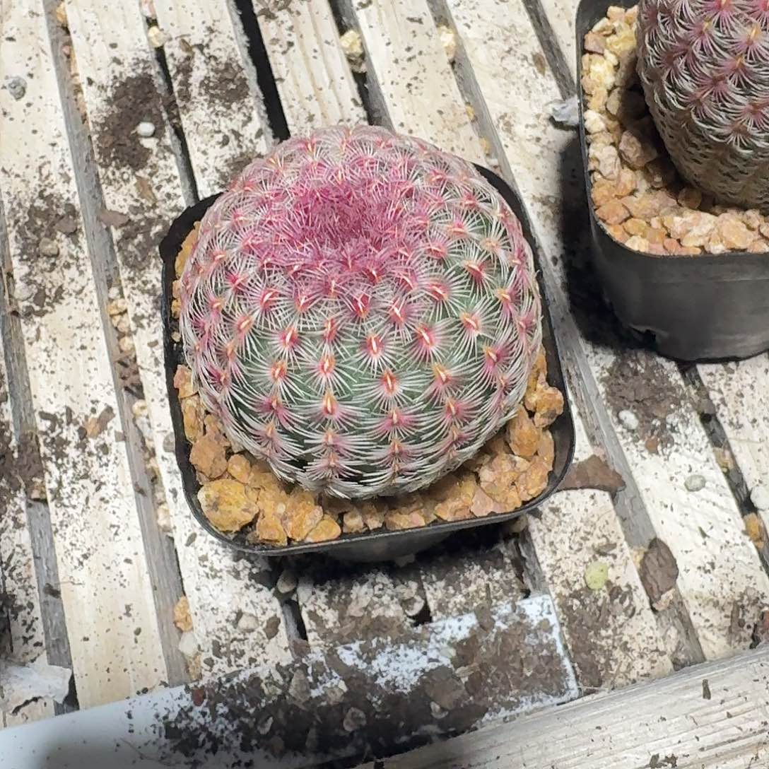 红太阳多肉植物16.8
