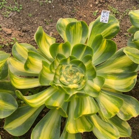 924暴君满25包邮多肉