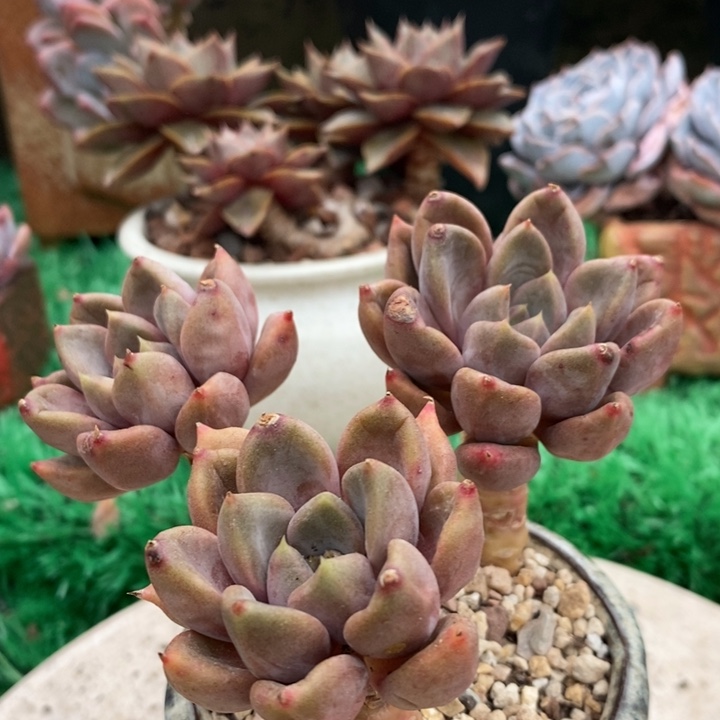 小****红象牙整小老桩多肉