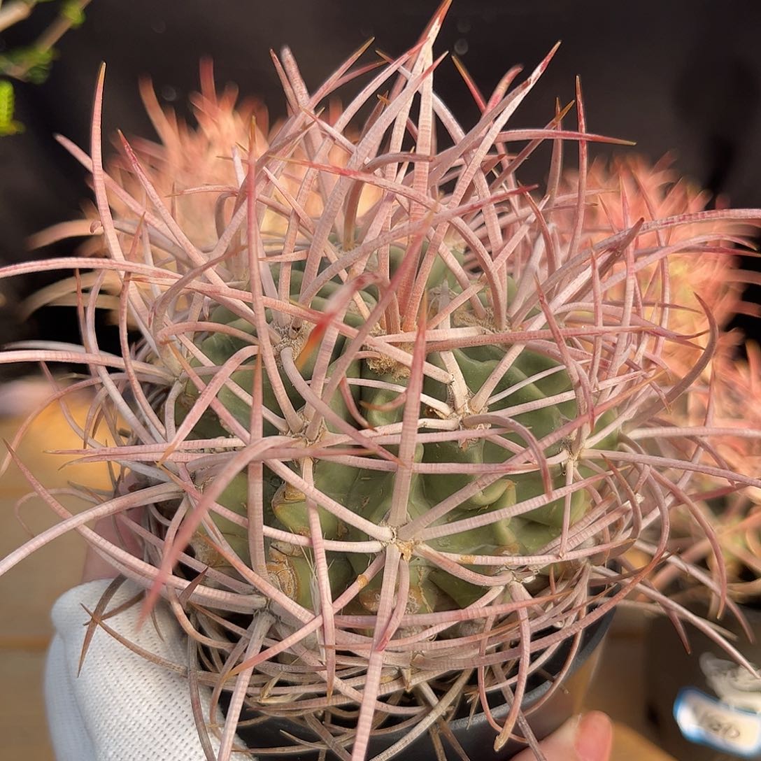 汤圆植物大龙冠好看