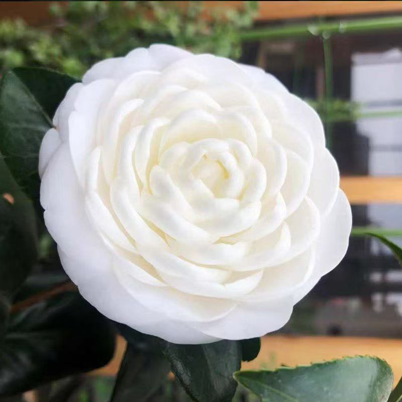 带花苞东方亮 山茶花盆栽室内外好养耐寒耐热