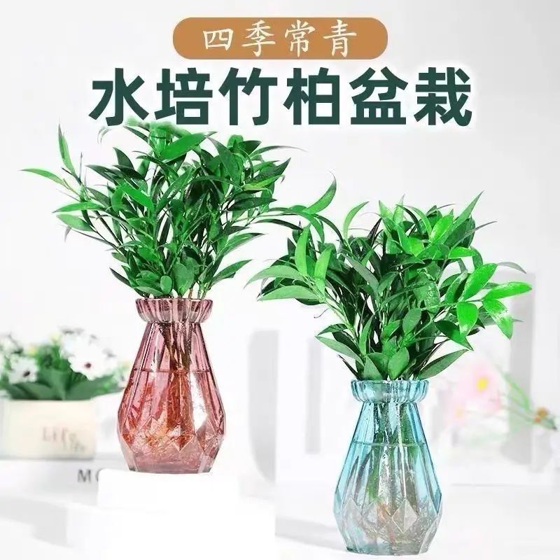 10棵 竹柏水培植物室内桌面盆栽绿植花卉四季常青