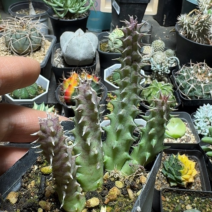 446剑龙角脱土发货