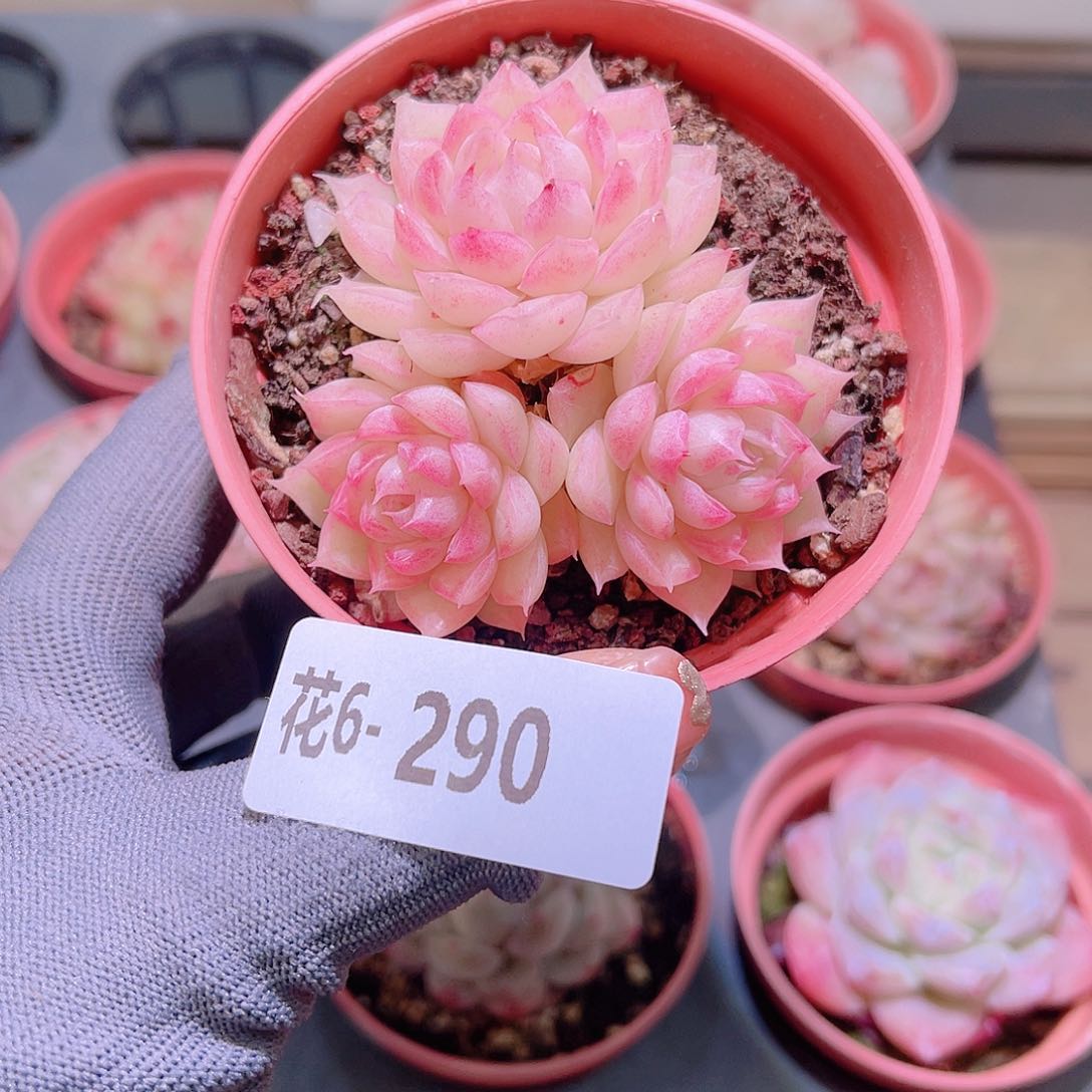 花06-290女王三头