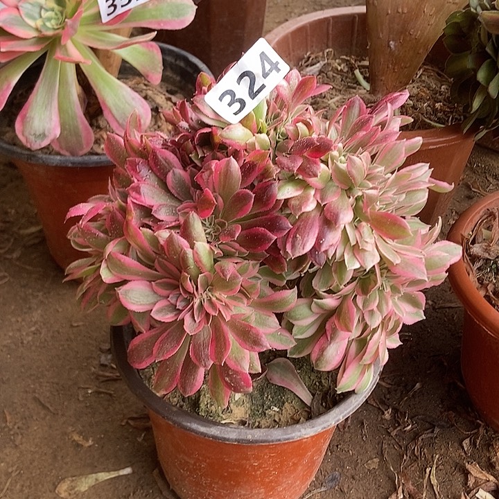 324红女巫老庄缀化特价