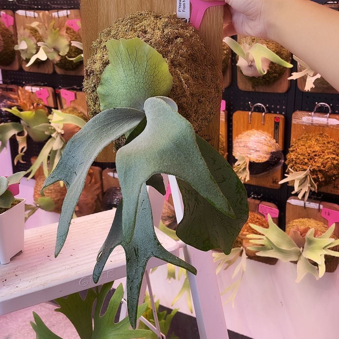 不开花植物南风 yeewa