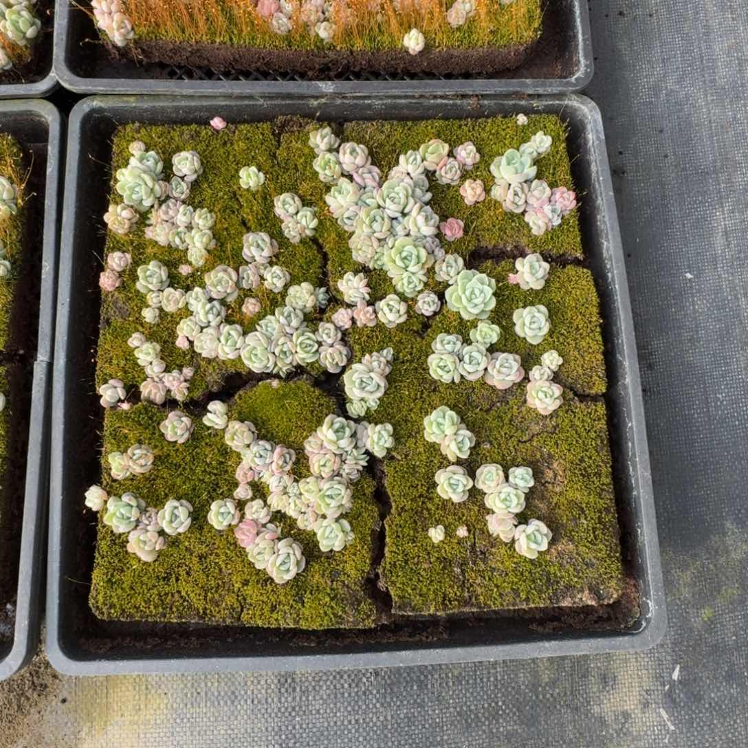 多肉杂交一物一拍2-18宽叶美尼珍妮切糕