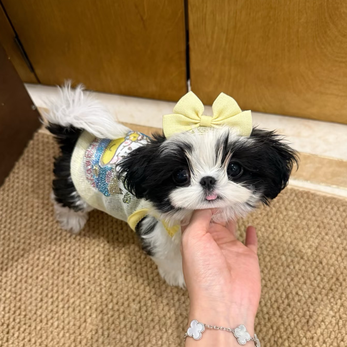 黑白花阿布索犬（拉萨本地繁殖）