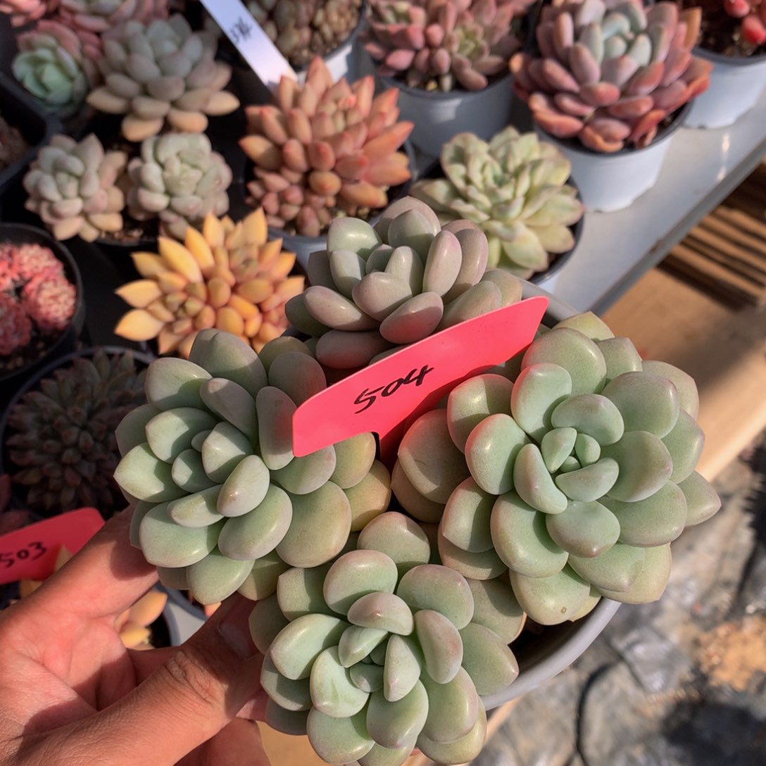 雪莲花4555666个666666