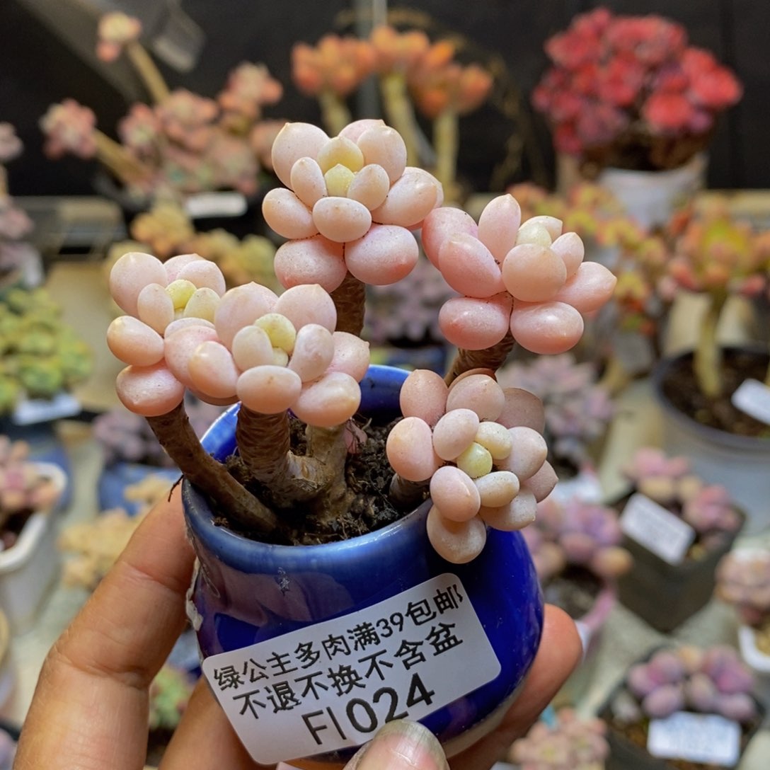 024鱼子酱多肉有断枝