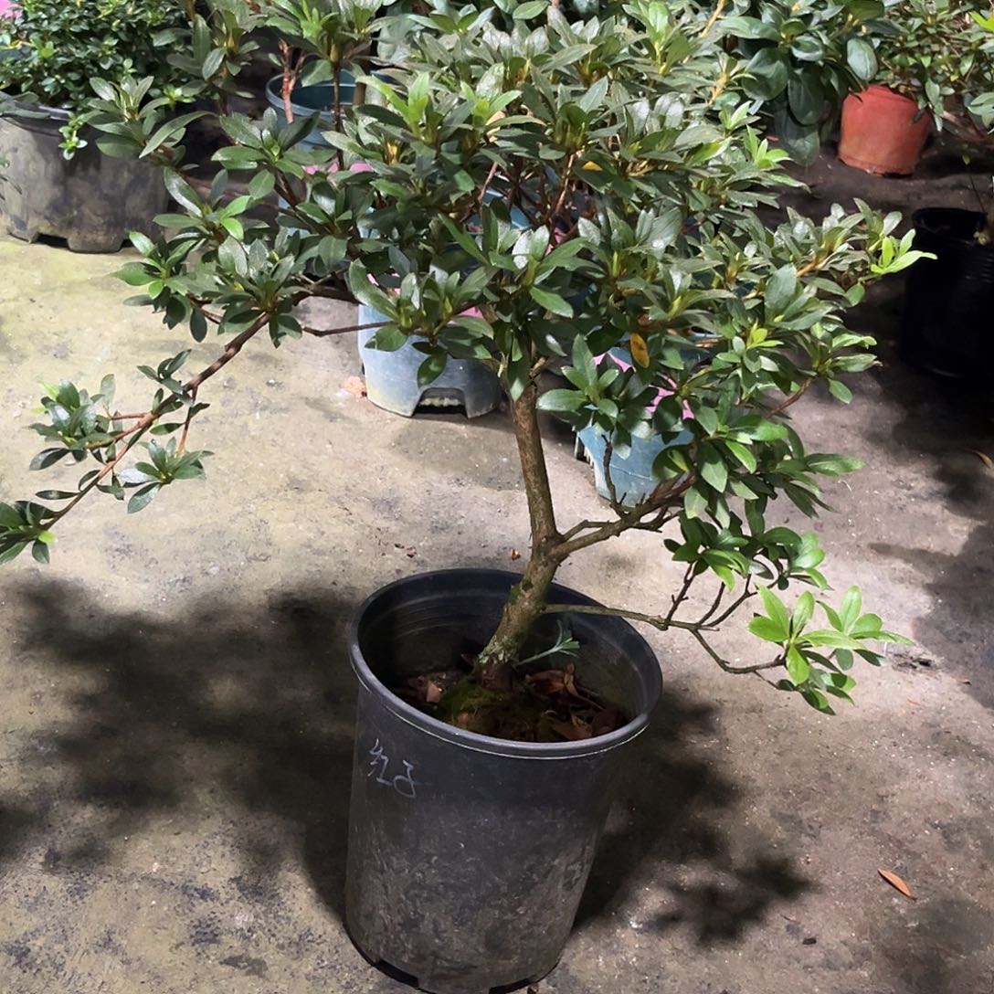 A***帅完全开放红子杜鹃