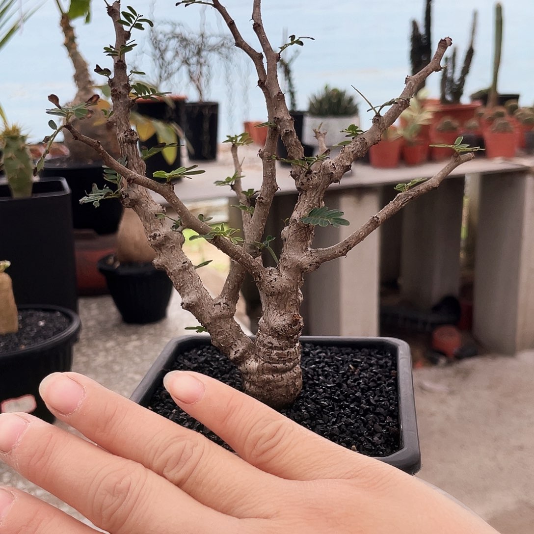 白皮爆瘤666666666666666666