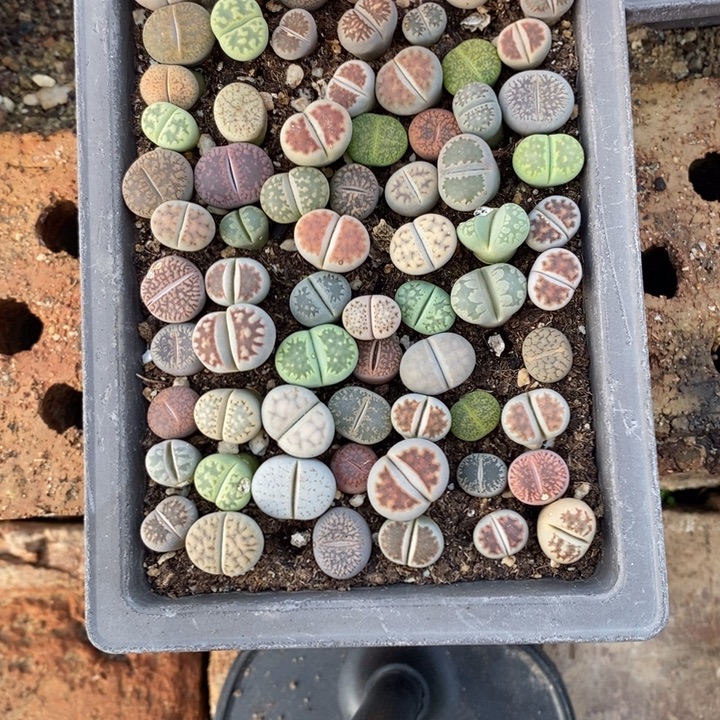 元***猫生石花等植物的992