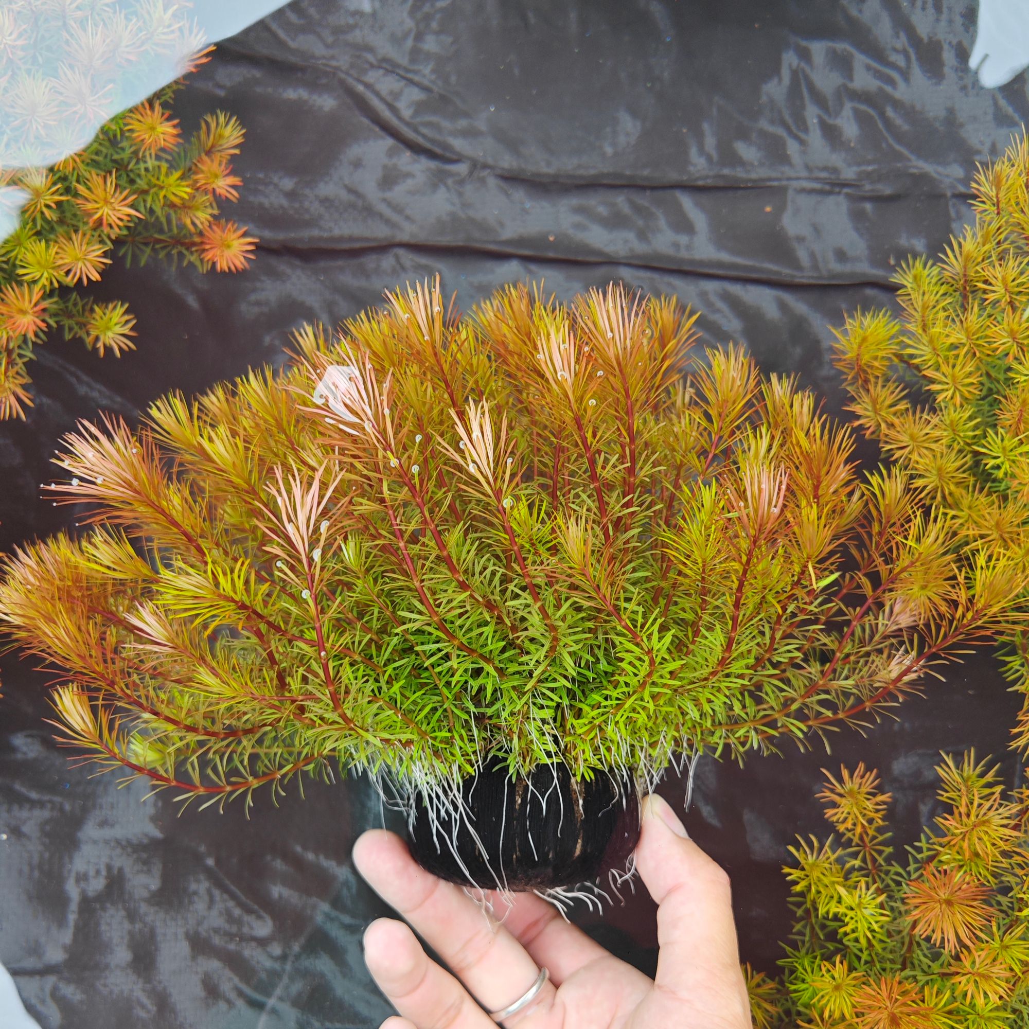 【红松尾】中后景懒人水草坨草直发水培增氧淡水活体植物红草阳性草