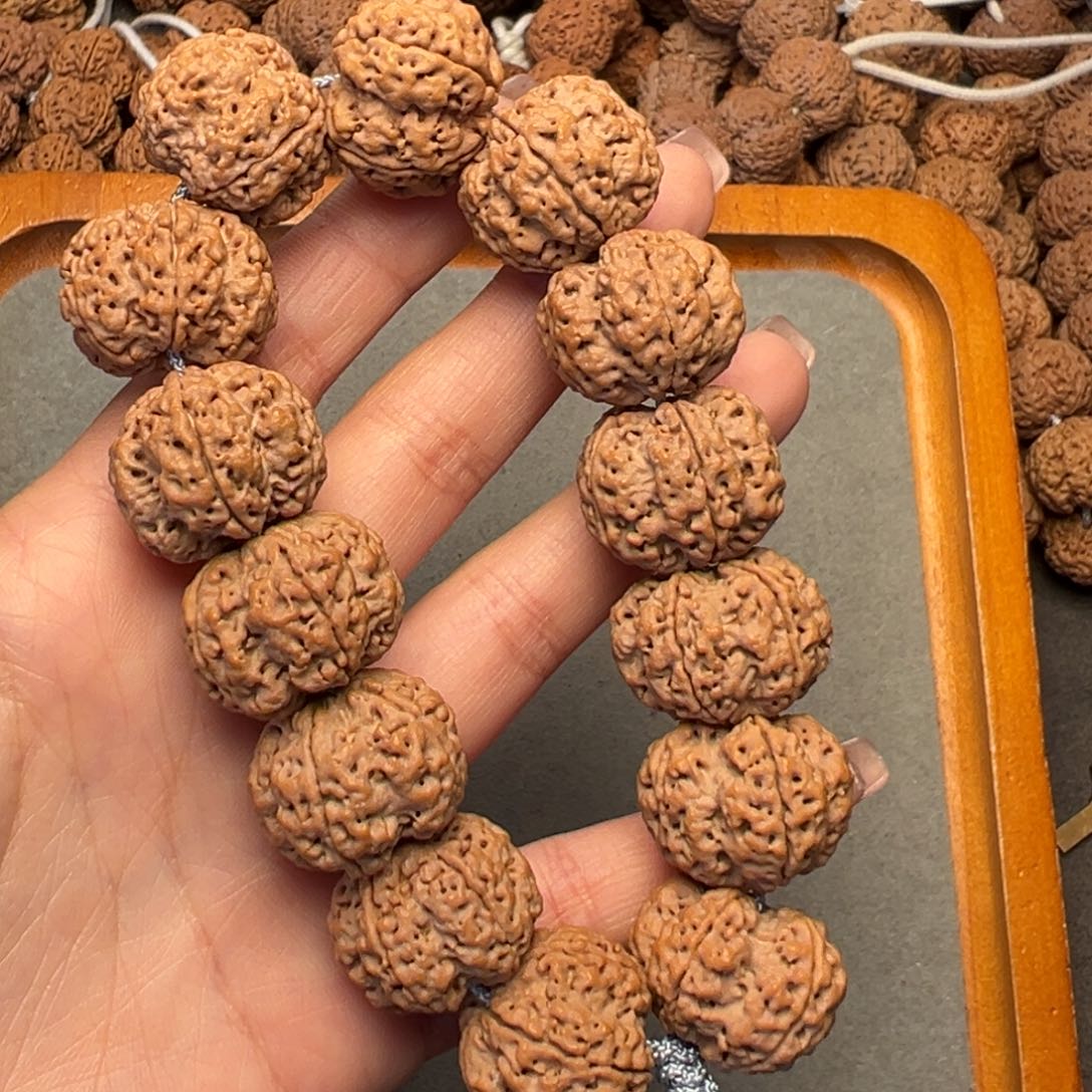 菩提23号金刚菩提梅花梁24