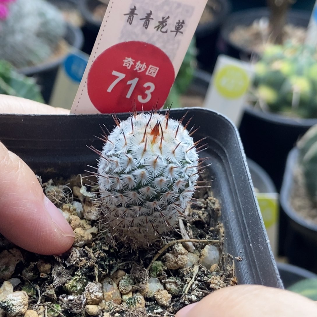 实生直刺佩雷一棵仙人球2cm