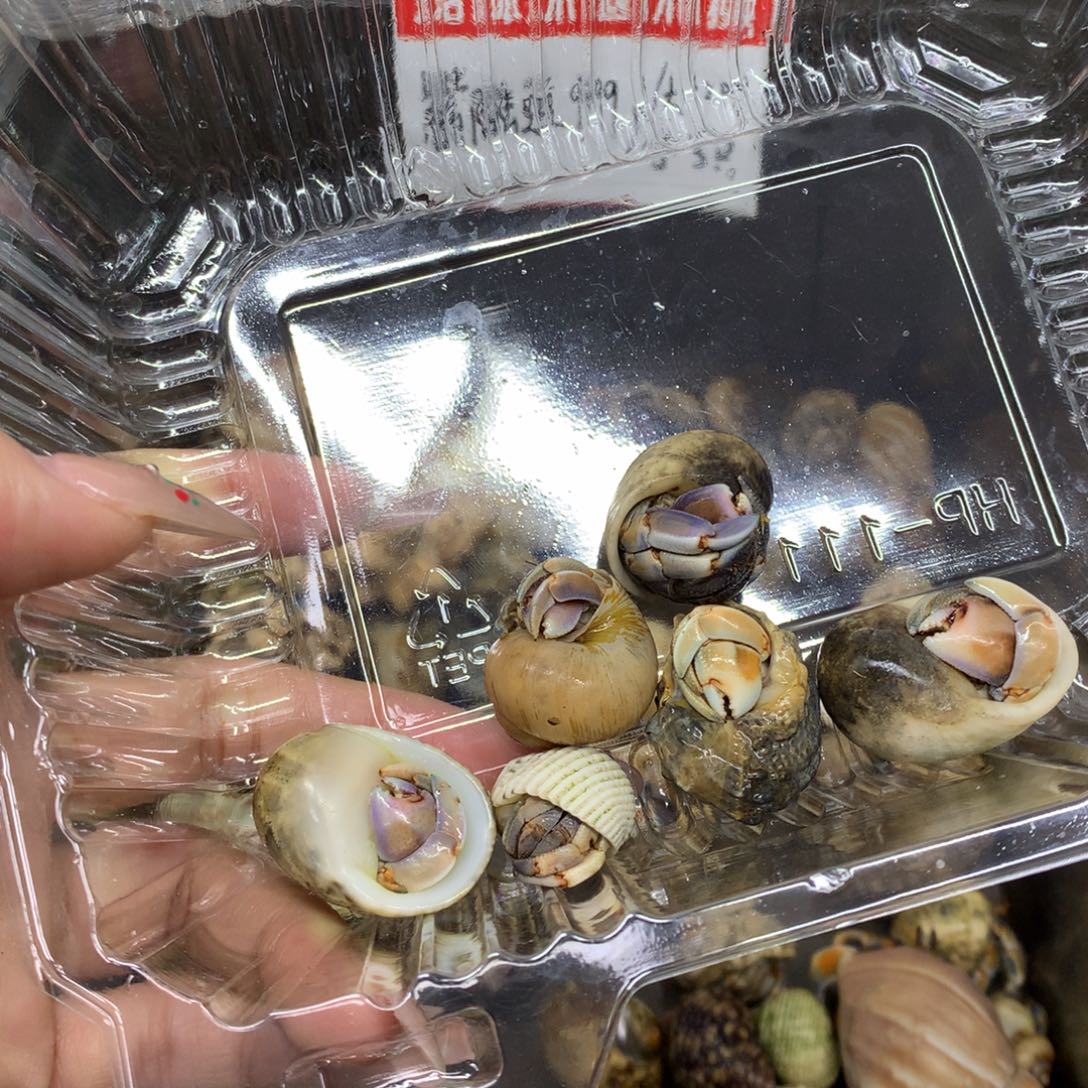 ˖***•6只寄居蟹出售，不退不换