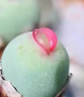 嘟嘴、海豚嘴、标价是图234单头价格，可直播间选货