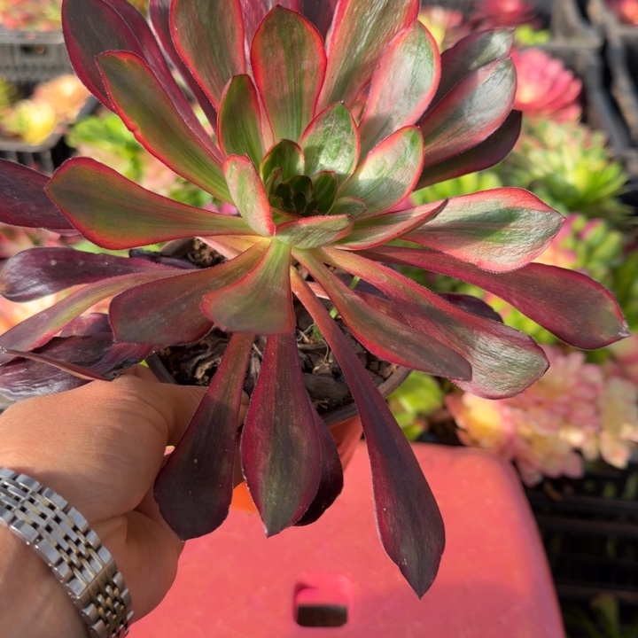 巫毒红拉丝多肉植物