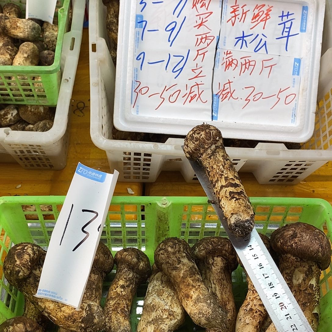 香格里拉松茸中国大陆130-9-12