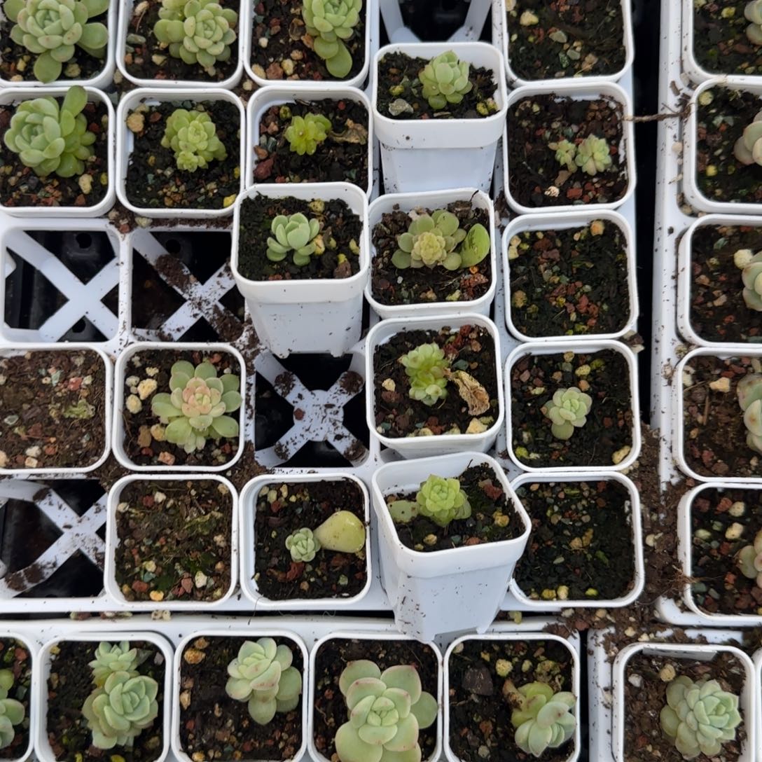 灯炮甜心T3 盆外棚一个满25包邮