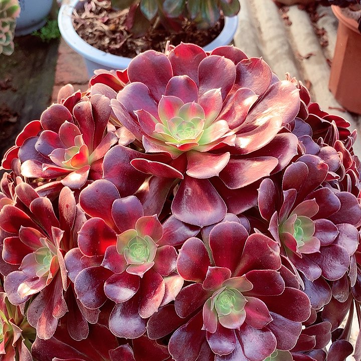 花纳锦，多肉植物