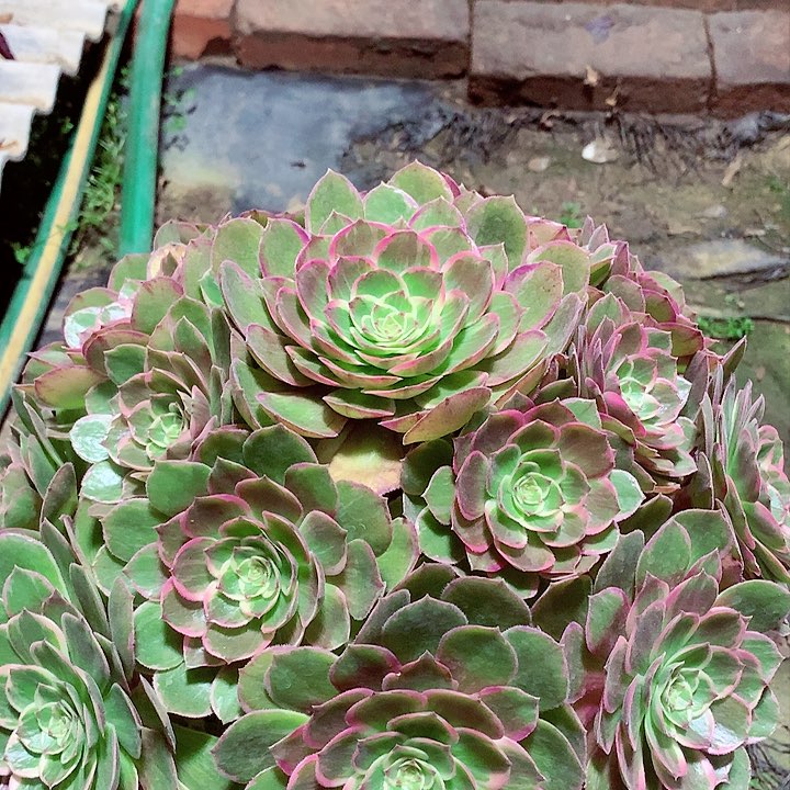 莲花座，有点微瑕