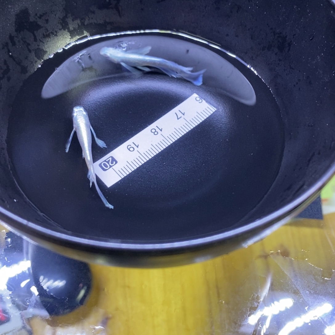 青鳉鱼天使天使35号