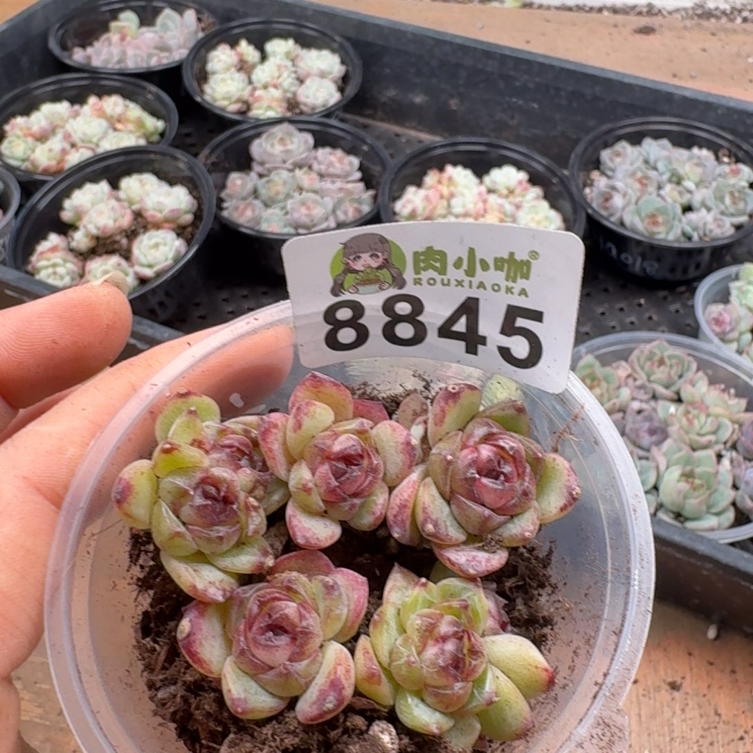 日****多肉植物多肉植物