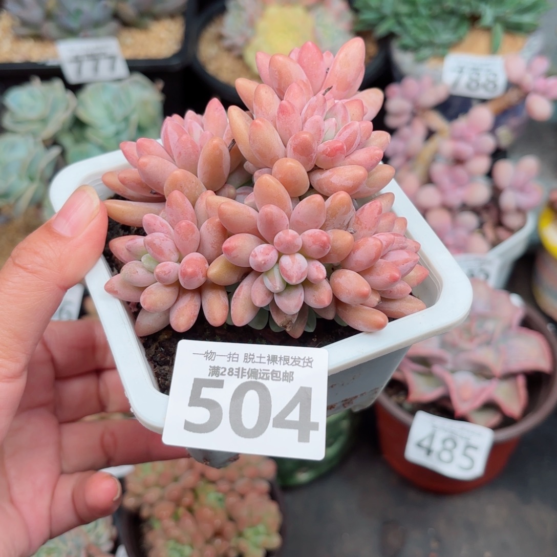 星黛露多肉多肉多