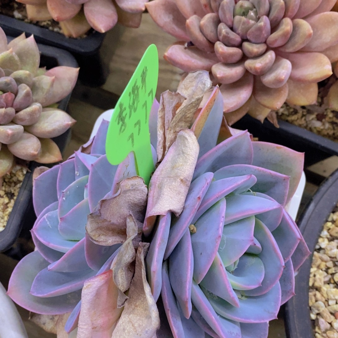 今天开心，精品多肉，一物一拍